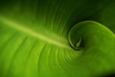 Fibonacci Green