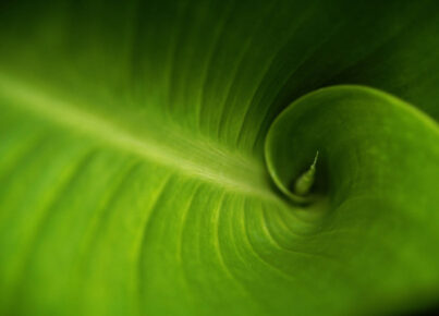Fibonacci Green